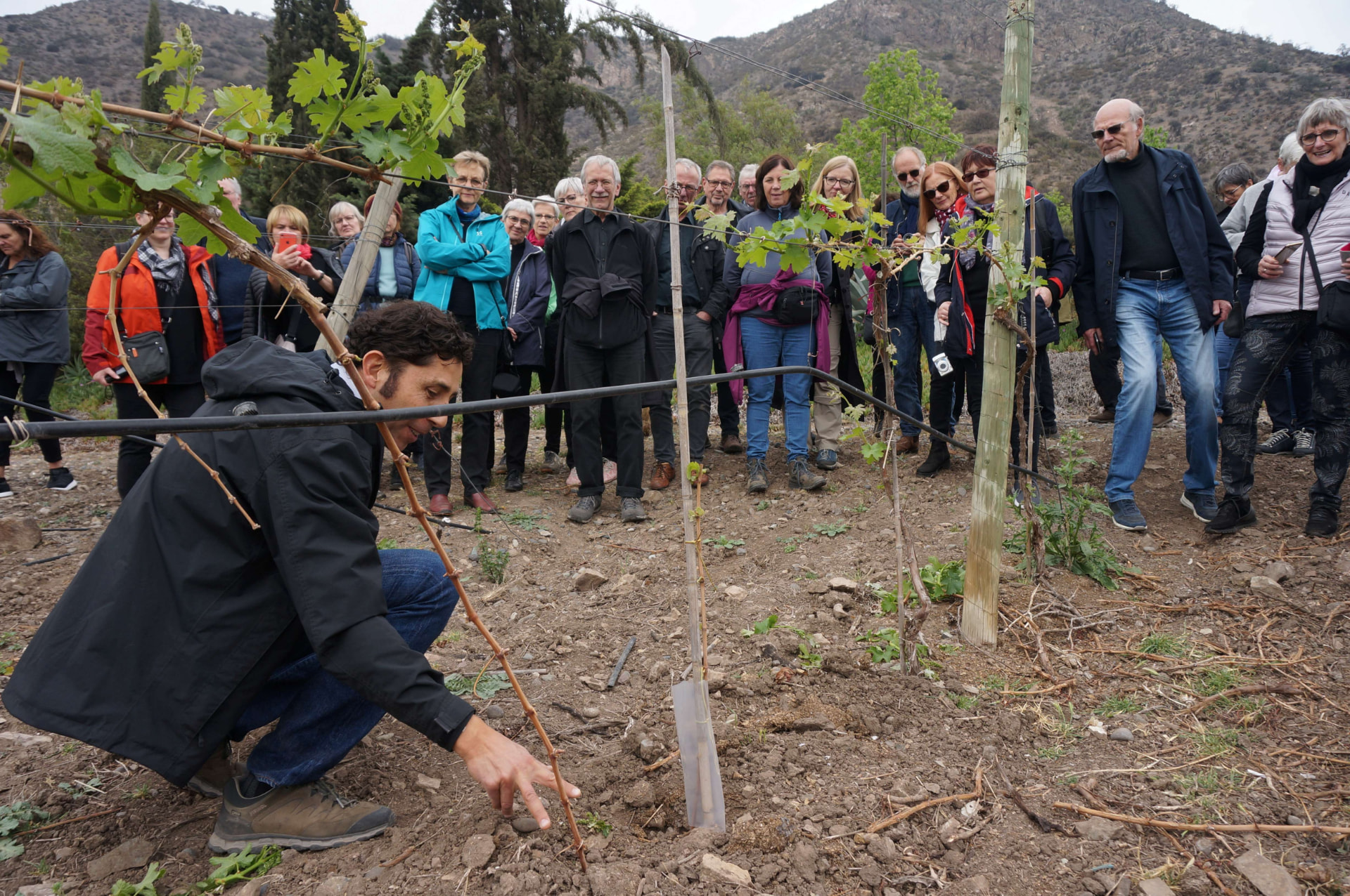 Explicando el mugrón o acodo terrestre de la vid a un grupo de visitantes en el viñedo