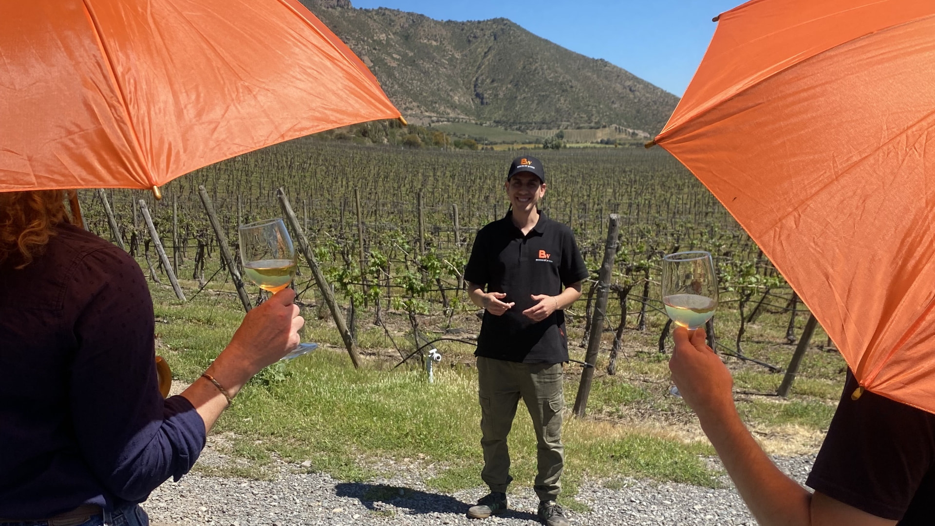 Degustación al aire libre frente al viñedo