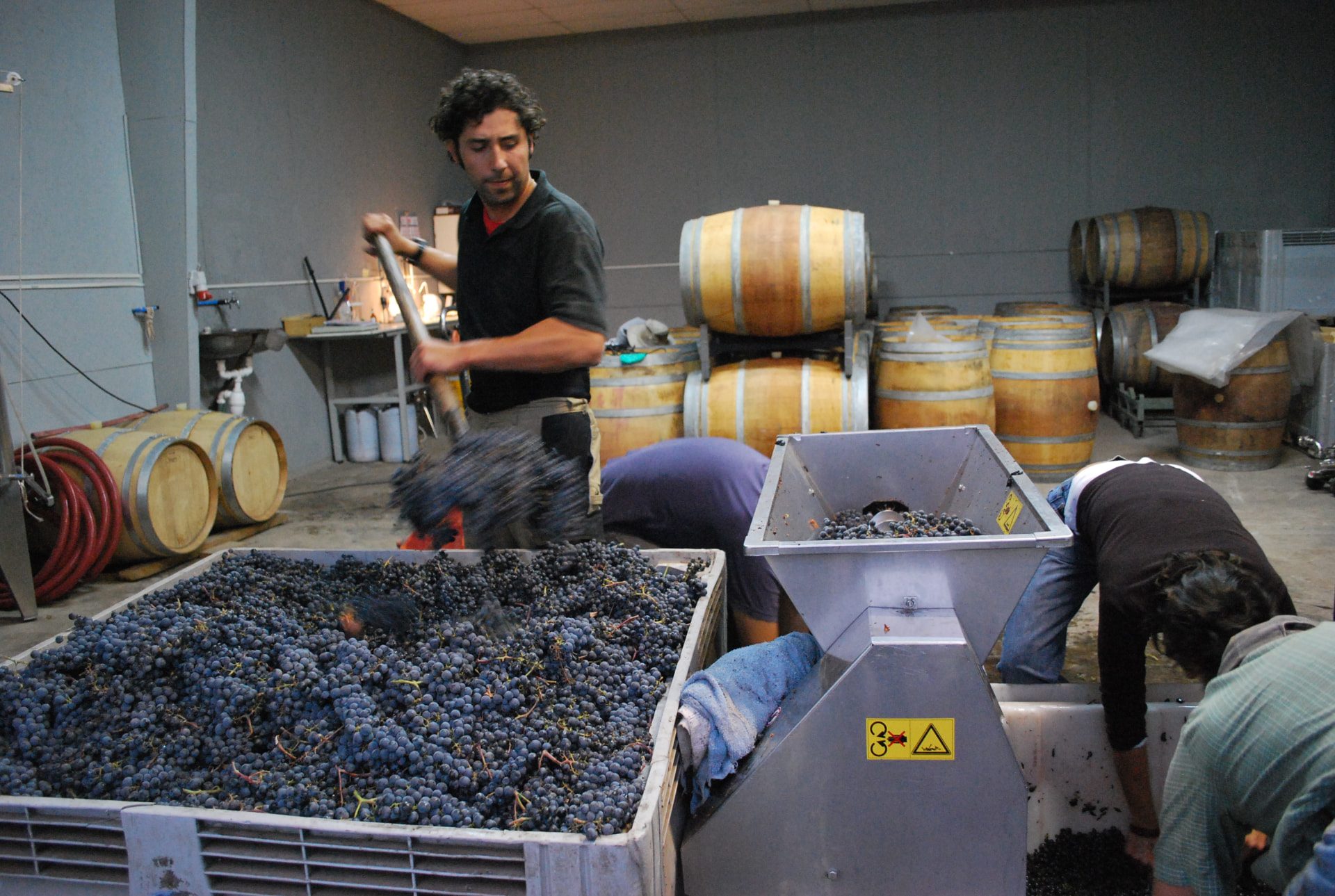 Molienda de uva durante la vendimia en la bodega