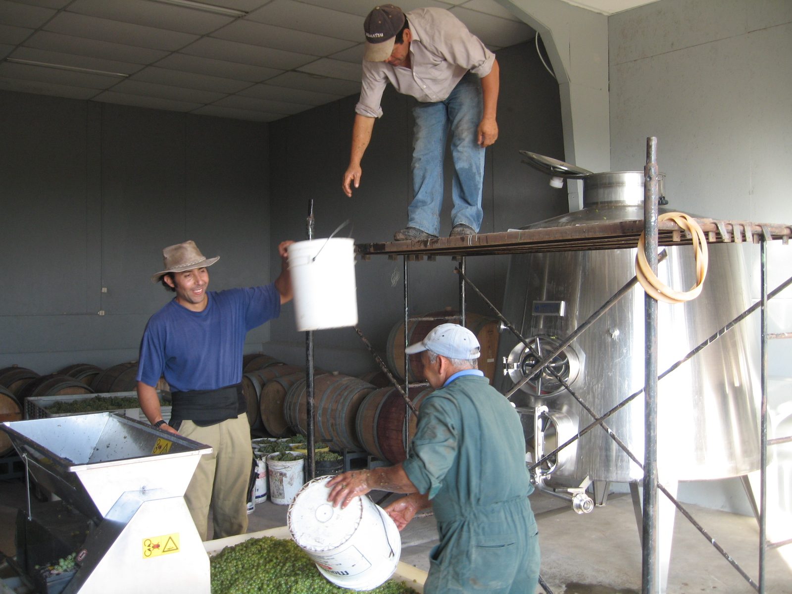 Carga de la cuba de fermentación con baldes durante la vendimia