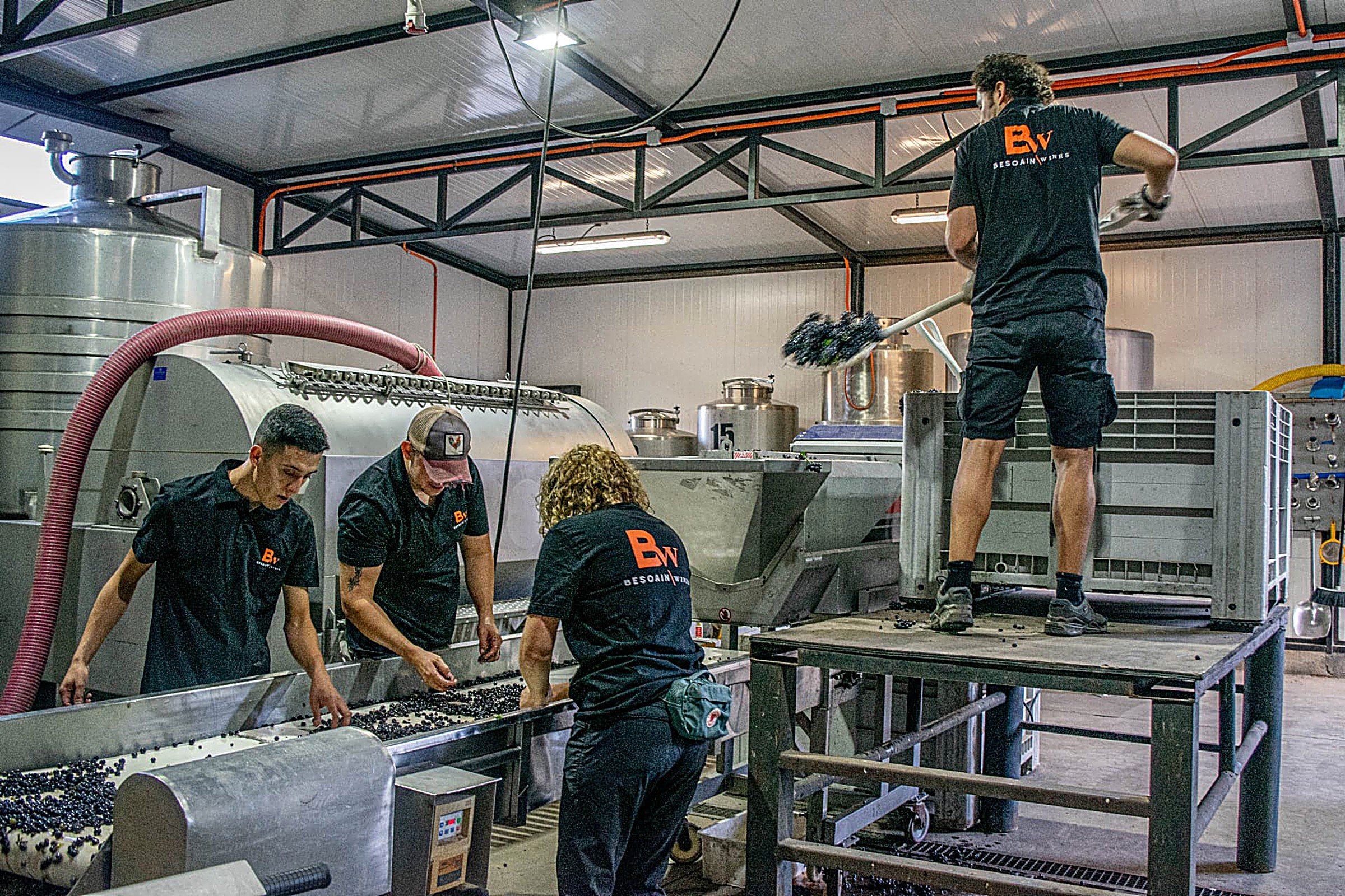 Equipo de Besoain Wines trabajando la uva en la mesa de selección durante la vendimia