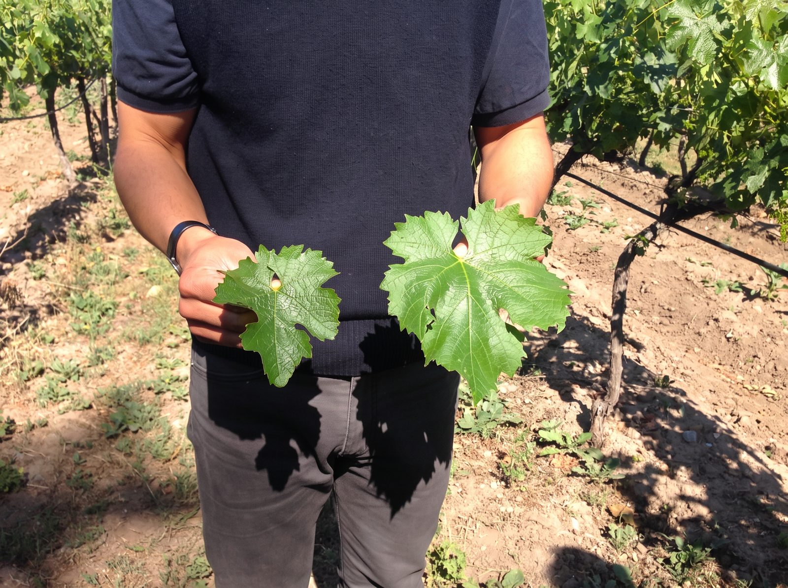 Comparación de hojas de vid durante un tour guiado en el viñedo de Besoain Wines